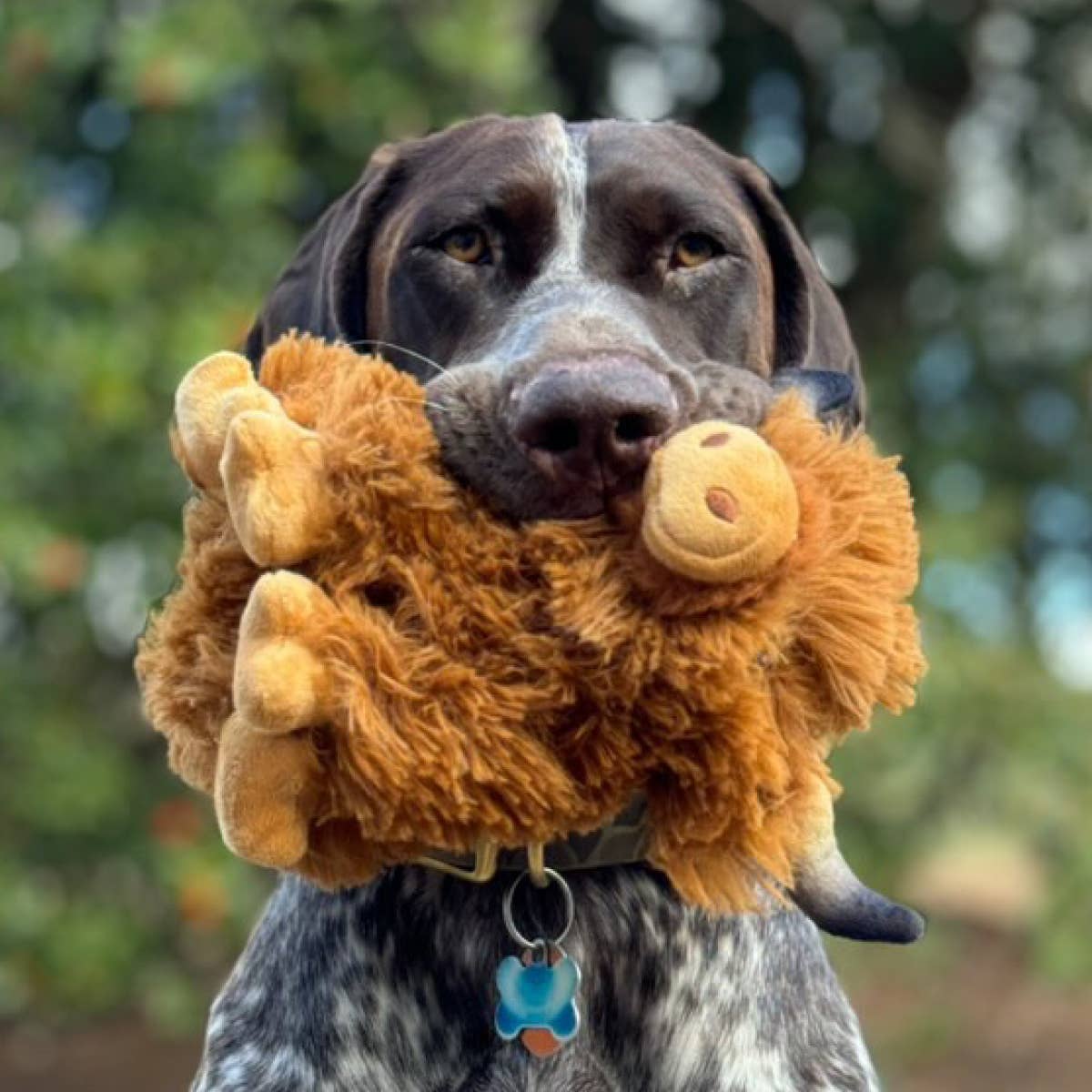Highland Cow with Squeaker Dog Toy