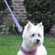 Dog Leash Paisley Purple Soft Pull Traffic Dog Leash