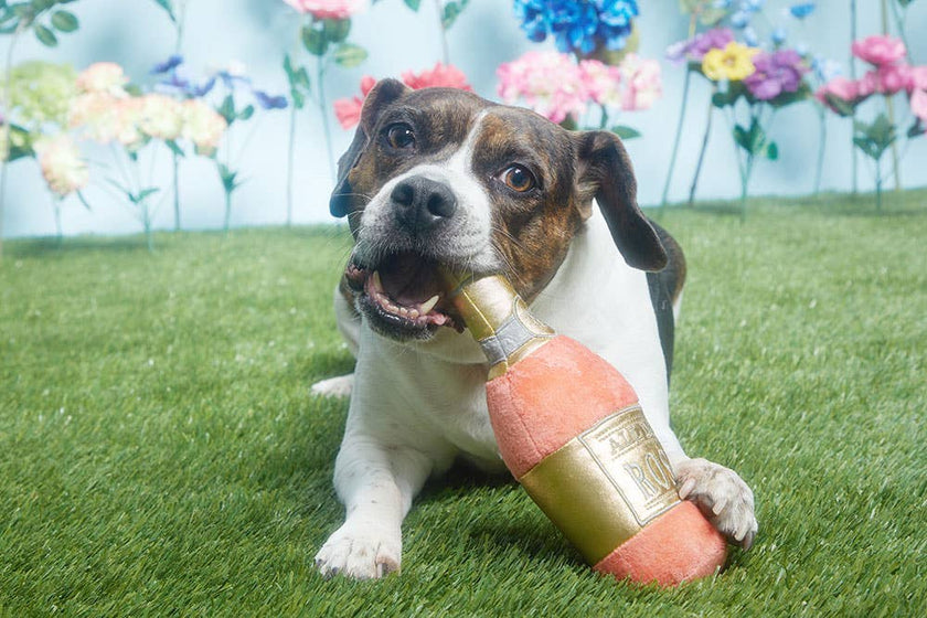 BARK All Day Rosé Dog Toy