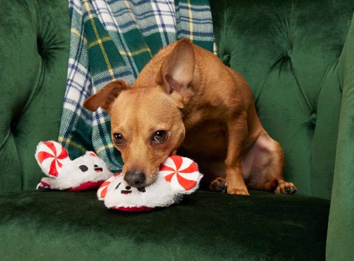 BARK Peppermice Slippies Plush Dog Toy XS / Small 2pc