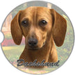 Dachshund, Red Car Coaster: SITTING