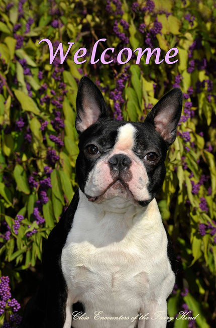 Boston Terrier -  CEFK Welcome Photo Garden Flag