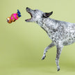 Dog Toy Sloth Eat Sleep Snorkel Latex Toy