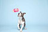 BARK Bubble Gum Dog Toy