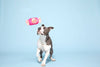 BARK Bubble Gum Dog Toy