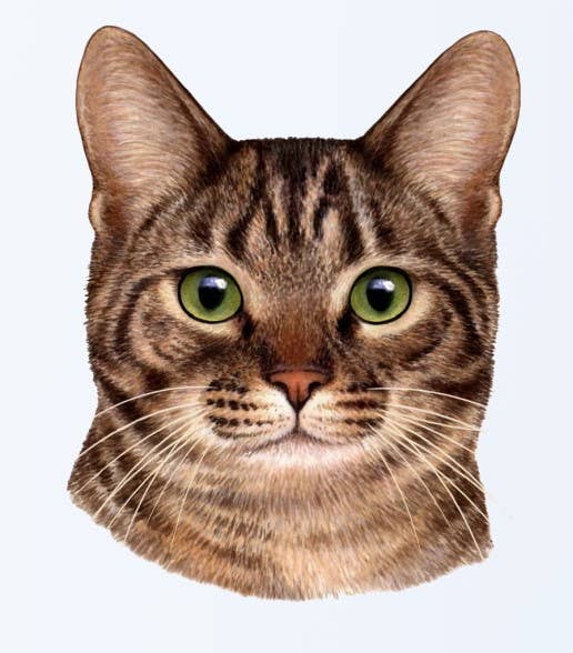 Orange and White Cat  - Vinyl Stickers