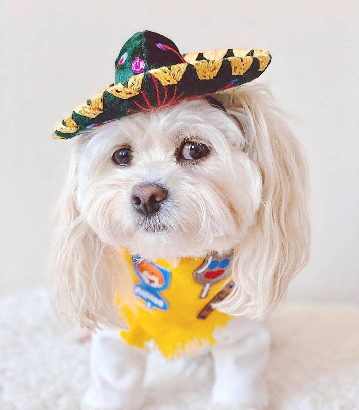 Hat For Cat or Dog Mariachi Hat