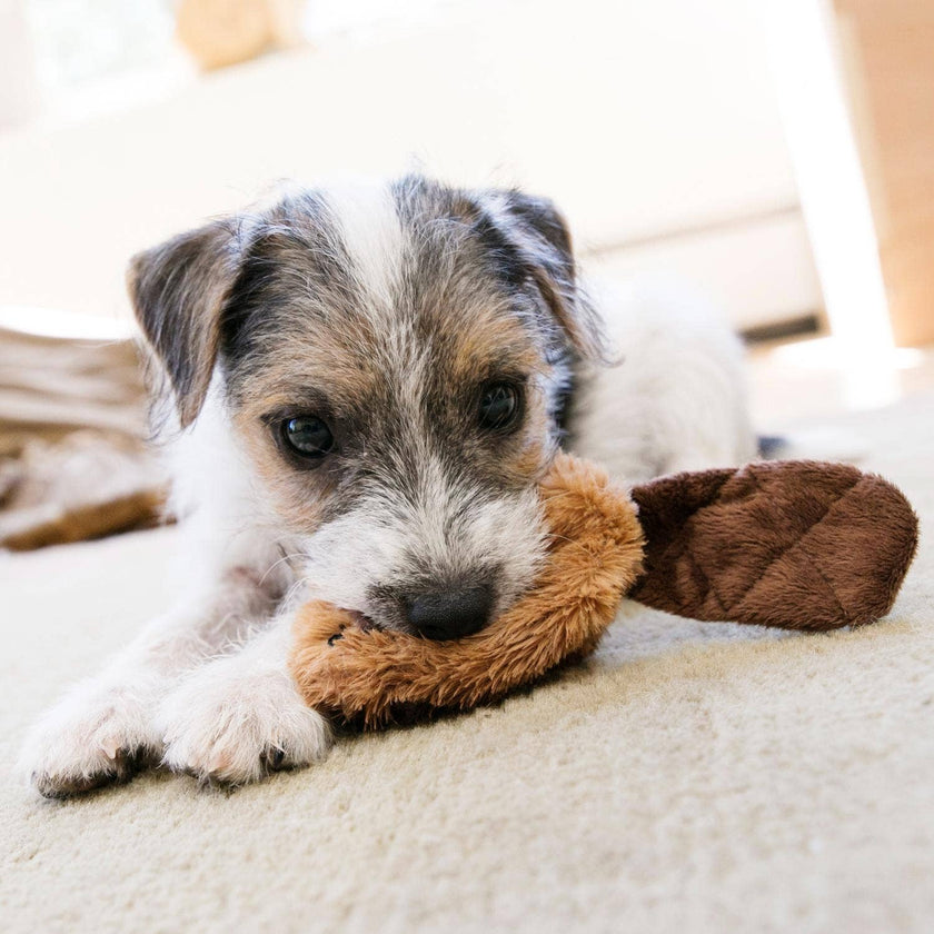 KONG® Dr. Noyz Beaver Plush Dog Toy Small