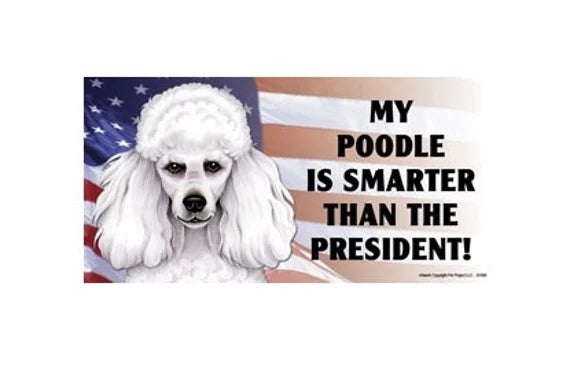 My Poodle Is Smarter Than the President - Car Magnet