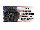 My Poodle Is Smarter Than the President - Car Magnet