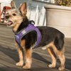 Bay Dog Harness- Purple