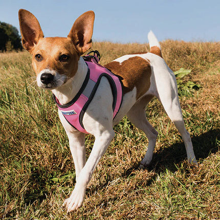 Bay Dog Harness- Pink