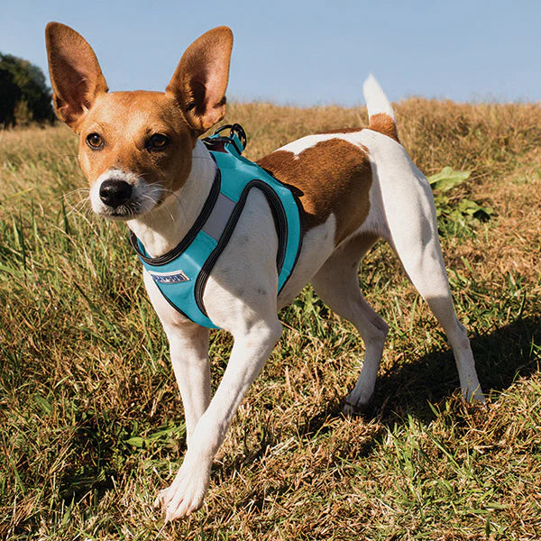 Bay Dog Harness- Sea Foam