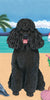 Poodle Black (Beach) Large Flag