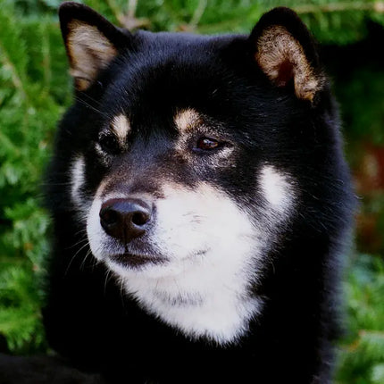 Shiba Inu, Black and White Large Flag