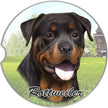 Rottweiler Car Coaster