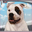 American Bulldog - Dogs On The Move Window Decal