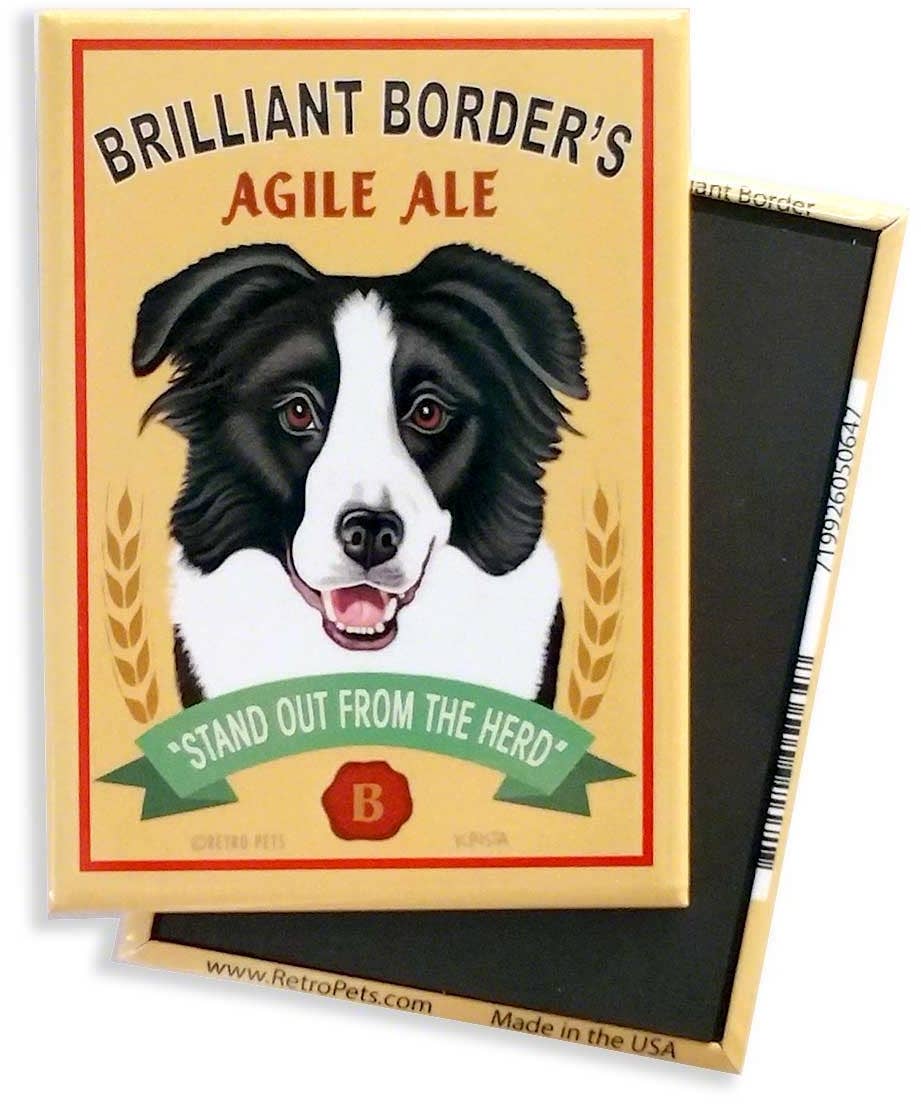 Border Collie 