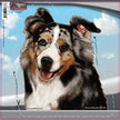 Australian Shepherd - Dogs On The Move Window Decal