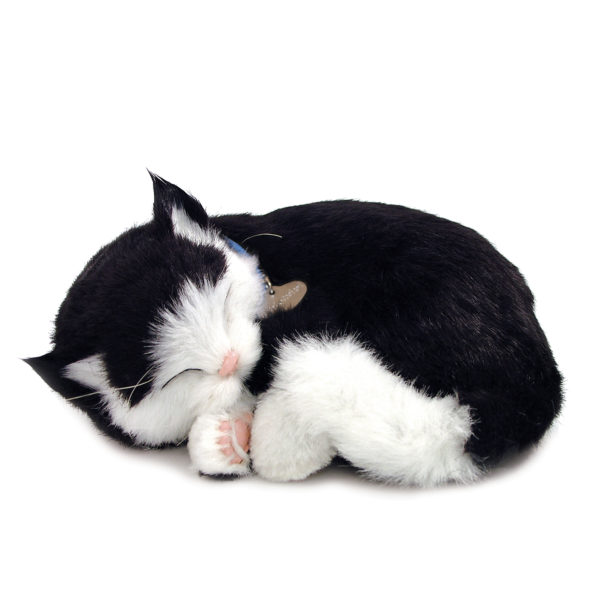 Black & White Shorthair Kitten Petzzz